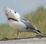 ชินเชาวน์'s Avatar